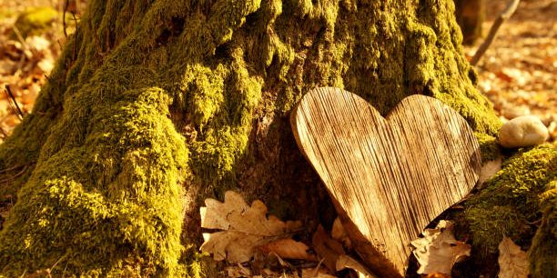 KI Generiert Ein herzförmiges Holzstück liegt an einem moosbedeckten Baumstamm im Laub.